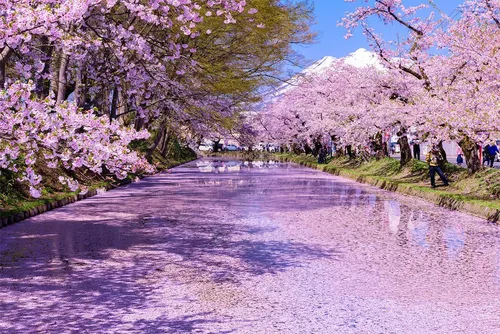 Весна Картинки дорога, усеянная деревьями с розовыми цветами