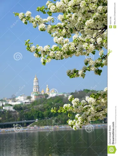 Весна Картинки дерево с белыми цветами перед городом