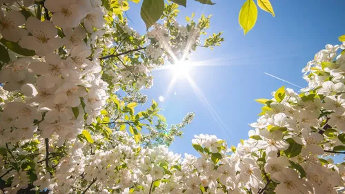 Весна Картинки дерево с белыми цветами