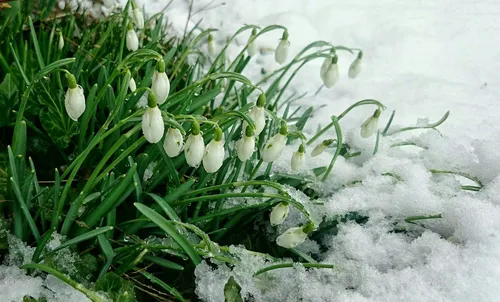 Весна Картинки крупный план снега