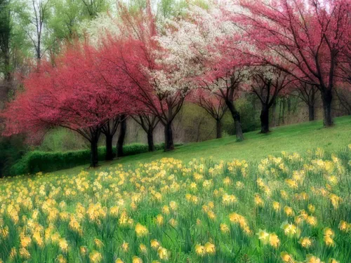 Весна Картинки поле желтых цветов с деревьями на заднем плане