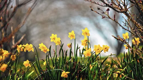 Весна Картинки группа желтых цветов