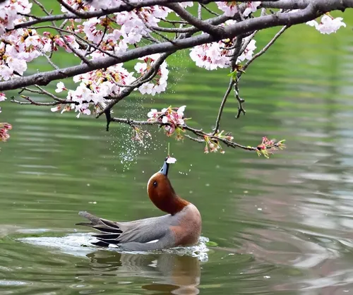 Весна Картинки утка, плавающая в пруду