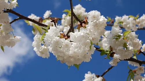 Весна Картинки белые цветы крупным планом