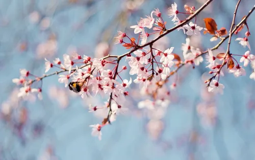 Весна Картинки пчела на цветке