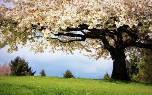 Весна Картинки большое дерево с белыми цветами