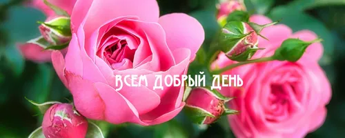 Добрый День Картинки розовая роза крупным планом