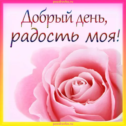 Добрый День Картинки розовая роза с текстом