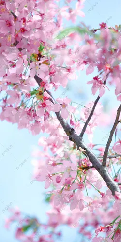 Розовый Модный Обои на телефон дерево с розовыми цветами