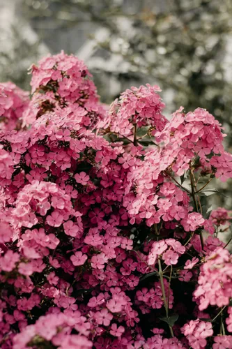 Розовый Модный Обои на телефон крупный план некоторых цветов