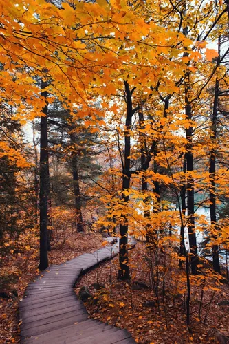 Осень Картинки тропинка с деревьями по обе стороны