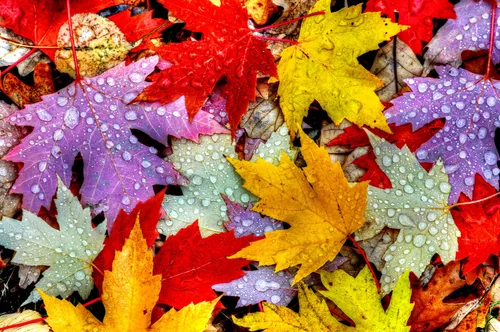 Осень Картинки куча разноцветных листьев