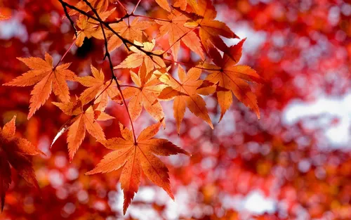 Осень Картинки крупным планом некоторых листьев