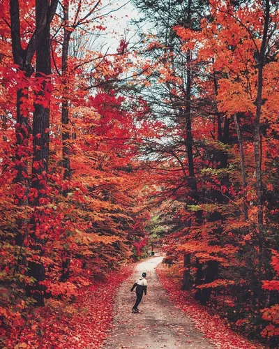 Осень Картинки человек, идущий по тропинке, окруженной деревьями с красными листьями