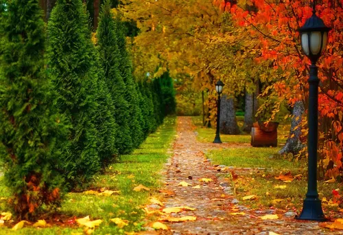 Осень Картинки тропинка с деревьями и растениями по обе стороны