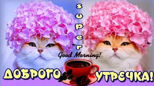 С Добрым Утром Прикольные Картинки две кошки в розовых париках