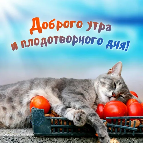 С Добрым Утром Прикольные Картинки кошка, лежащая в ящике с помидорами