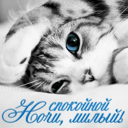 Нежные Спокойной Ночи Картинки кот с голубыми глазами