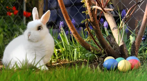 Пасха Картинки белый кролик в саду