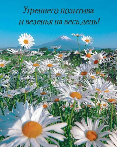 Позитивные С Добрым Утром И Хорошего Дня Картинки поле белых цветов