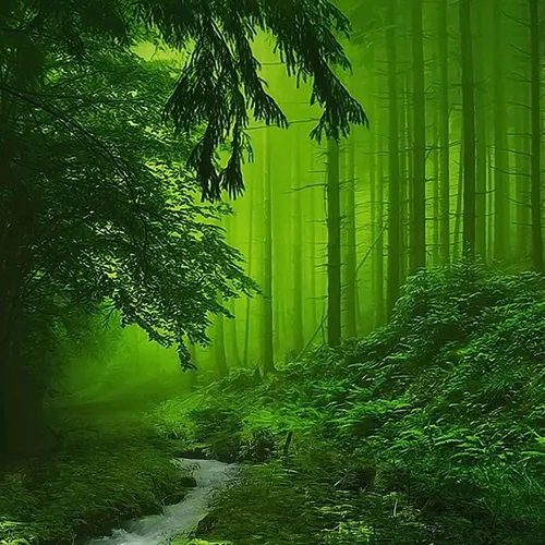 Зеленые Обои на телефон тропинка через лес