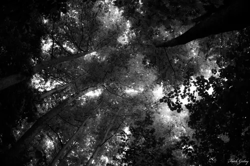 Черно Белые Картинки черно-белая фотография дерева с множеством ветвей и листьев