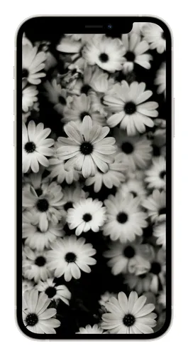 Черно Белые Картинки 4K