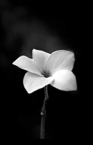 Черно Белые Картинки белый цветок на черном фоне