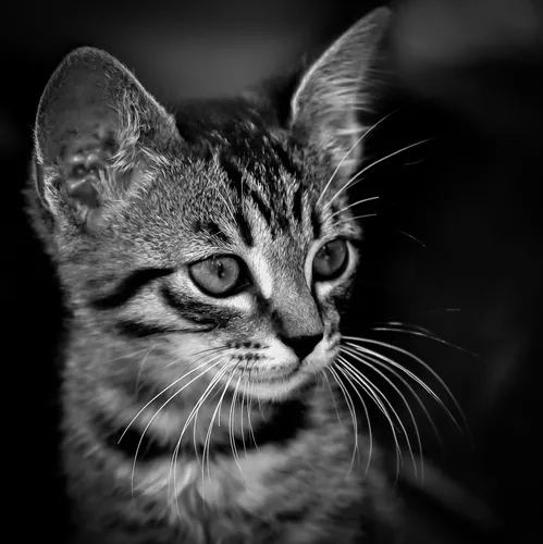 Черно Белые Картинки кошка с широко открытыми глазами