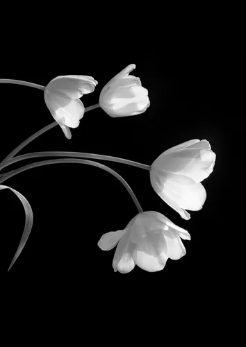 Черно Белые Картинки белые цветы крупным планом