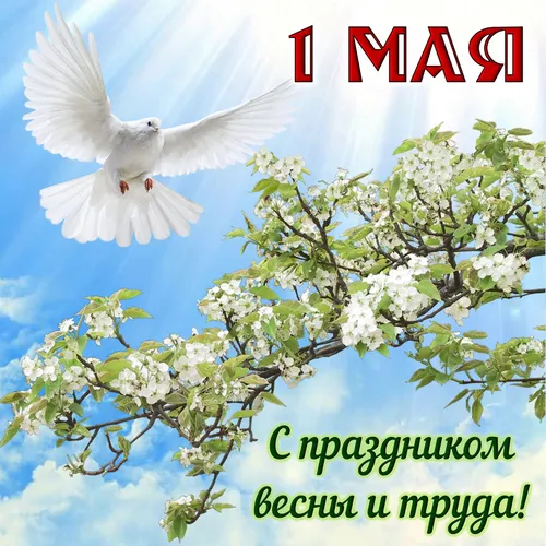 1 Мая Картинки белая птица, пролетающая над деревом