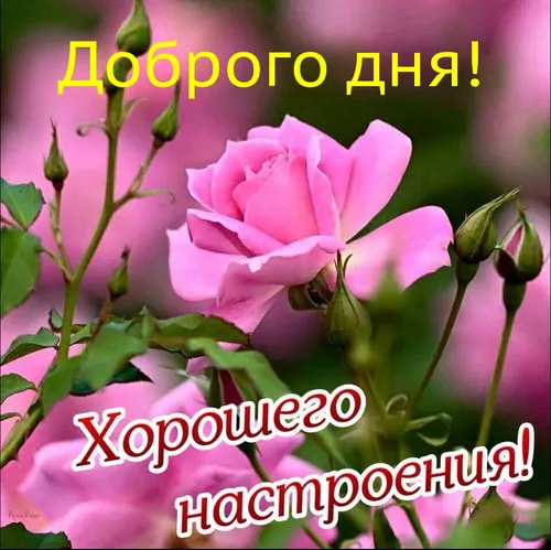 Доброго Дня Картинки розовый цветок с зелеными листьями