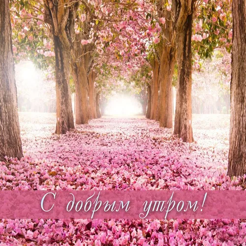 Доброе Утро Красивые Картинки тропинка с розовыми цветами и деревьями