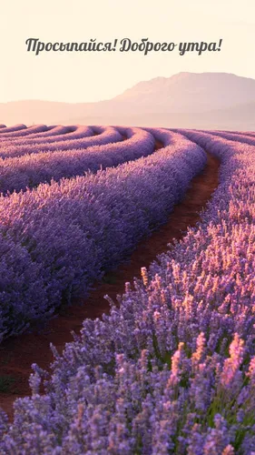 Доброе Утро Красивые Картинки поле фиолетовых цветов