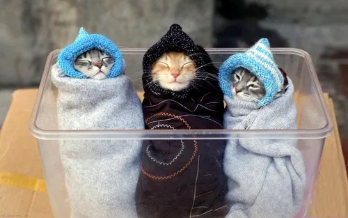 Котики Арт Обои на телефон группа кошек в шляпах