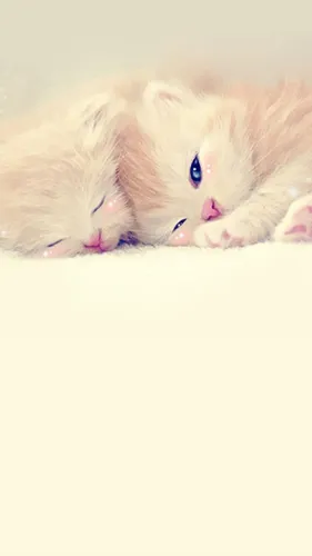 Котики Арт Обои на телефон кошка, лежащая на спине