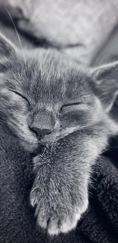 Котики Арт Обои на телефон кошка спит на одеяле