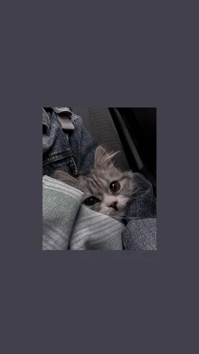 Котики Арт Обои на телефон кот в свитере
