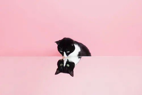 Котики Арт Обои на телефон кошка с головой в дырку в стене