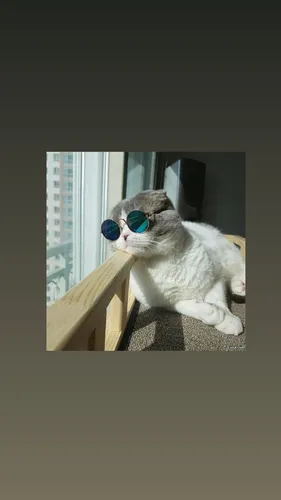 Котики Арт Обои на телефон кошка в солнцезащитных очках
