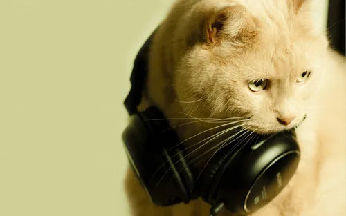 Котики Арт Обои на телефон кошка в наушниках