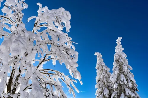 Зима Картинки группа деревьев, покрытых снегом