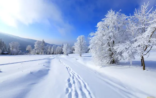 Зима Картинки снежная дорога с деревьями по обе стороны
