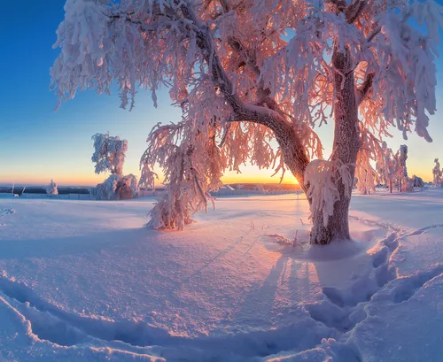 Зима Картинки дерево в заснеженном месте