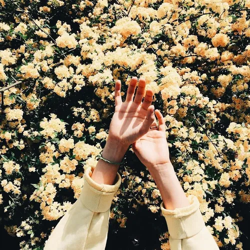 На Аватарку Картинки женские руки перед цветочным полем