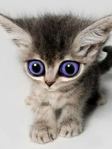 На Аватарку Картинки кот с голубыми глазами
