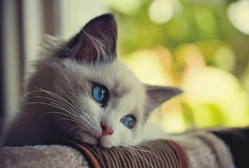 На Аватарку Картинки котенок с голубыми глазами