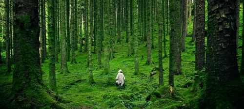 Природы Картинки человек, идущий по лесу