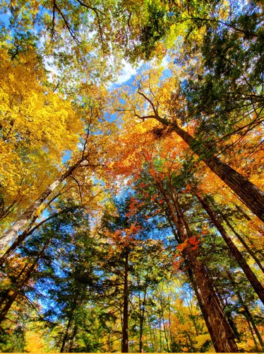 Природы Картинки глядя на деревья с желтыми листьями