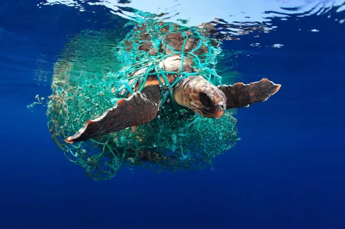 Природы Картинки черепаха плавает в воде